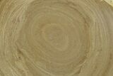 Polished Devonian Domal Stromatolite Slab - Russia #365095-1
